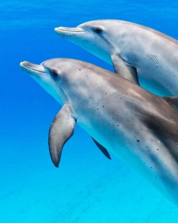 Margaritaville at Sea Paradise Dolphin Encounters.jpeg